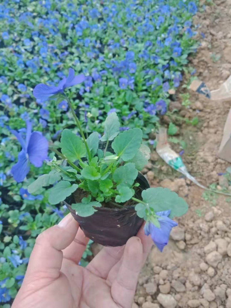 盆栽三色堇，角堇耐寒，基地直供，质量保证