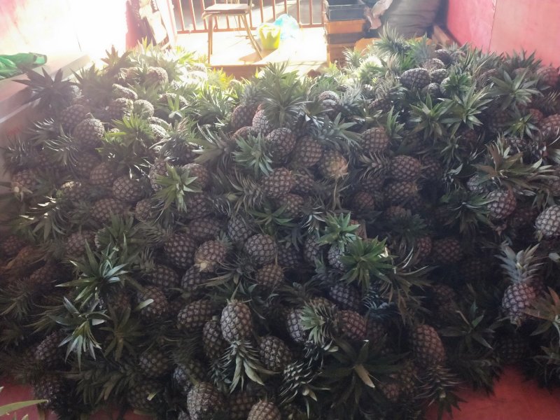 凤梨