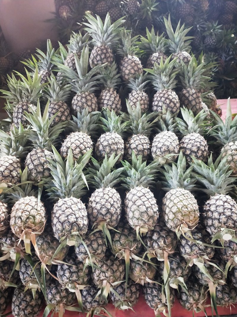 凤梨
