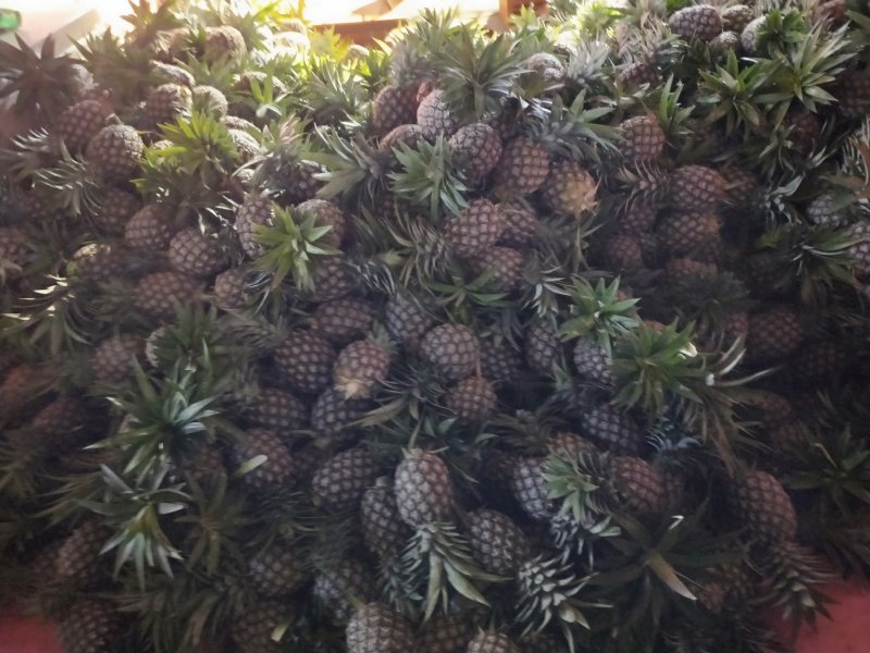凤梨