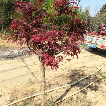 红枫，美国红枫，艳红大红枫，红枫小苗，大红红枫