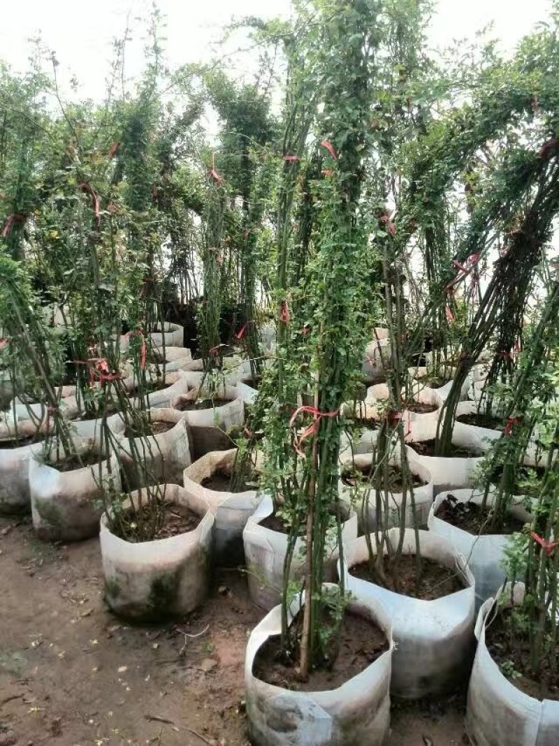 花墙爬藤欧月价格便宜