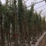 花墙爬藤欧月价格便宜