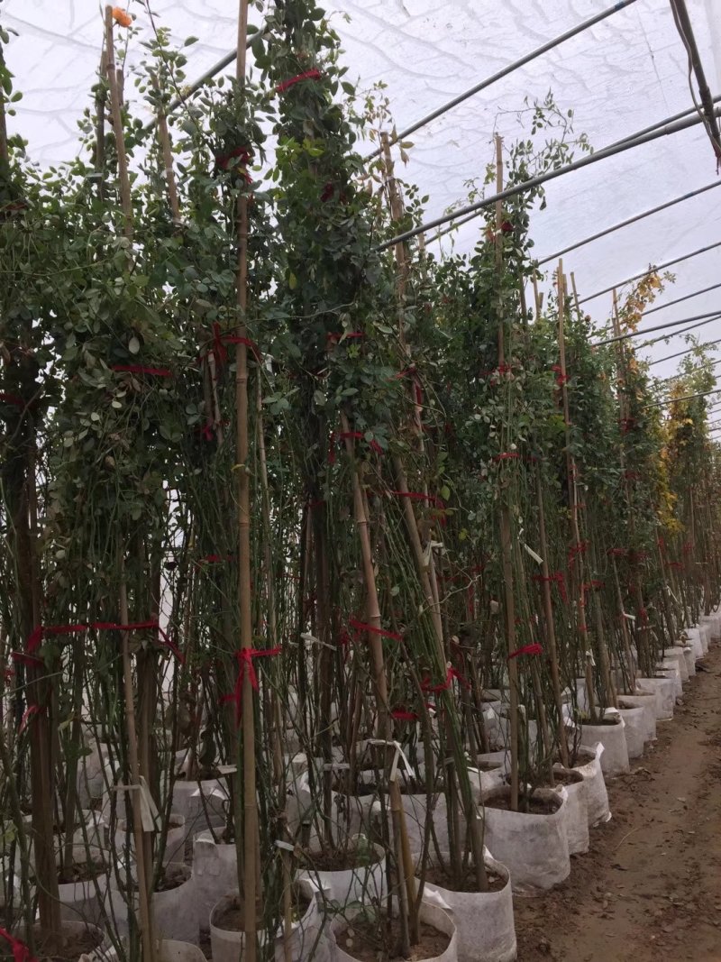 花墙爬藤欧月价格便宜