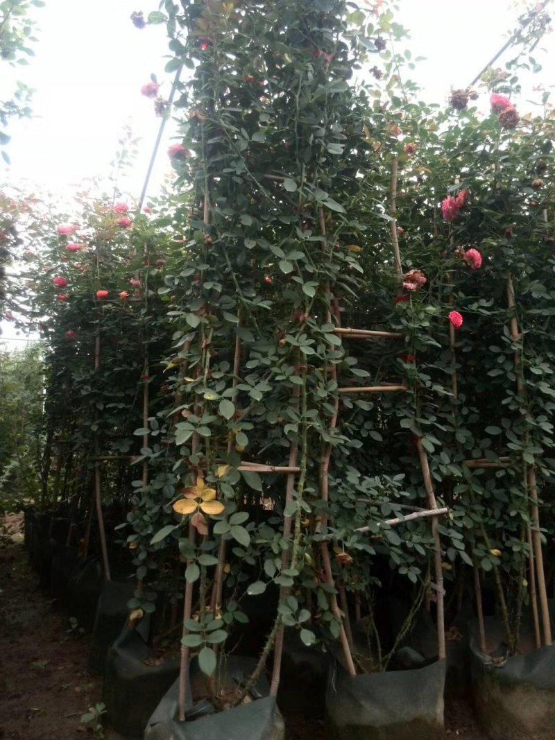 花墙爬藤欧月价格便宜