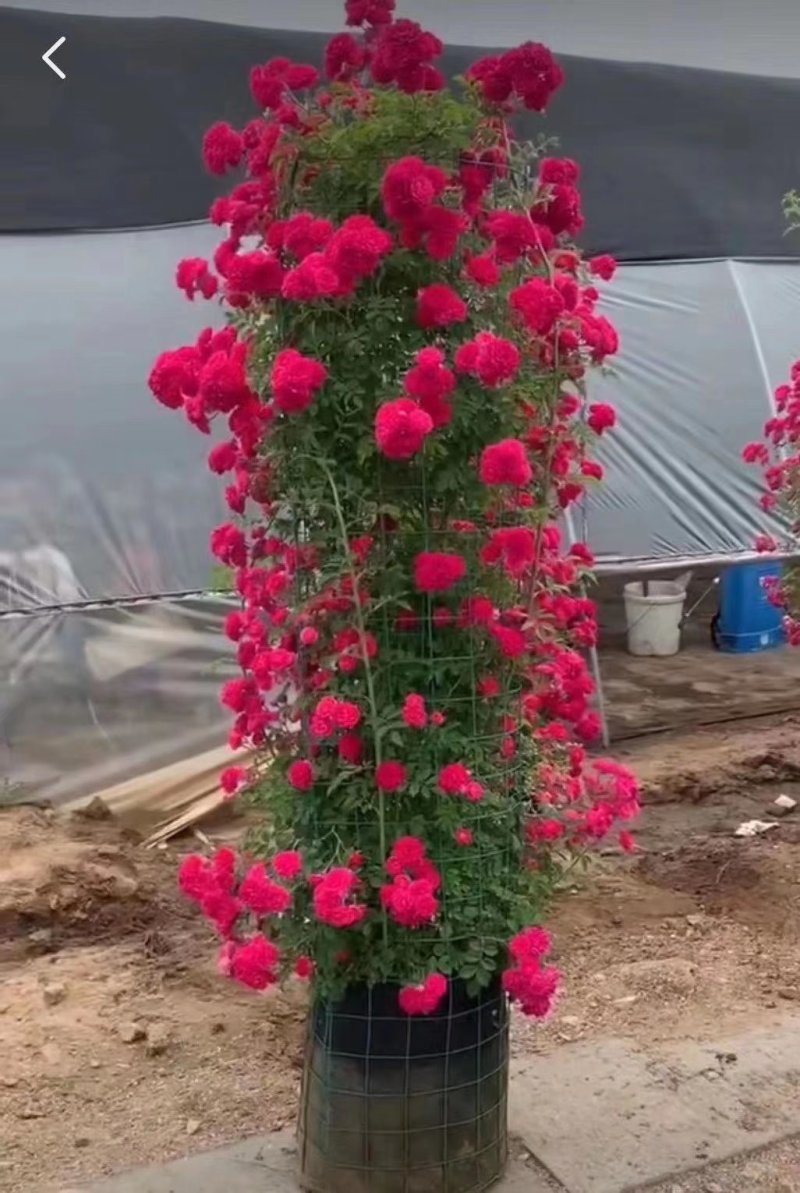 花墙爬藤欧月价格便宜