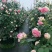 花墙爬藤欧月价格便宜