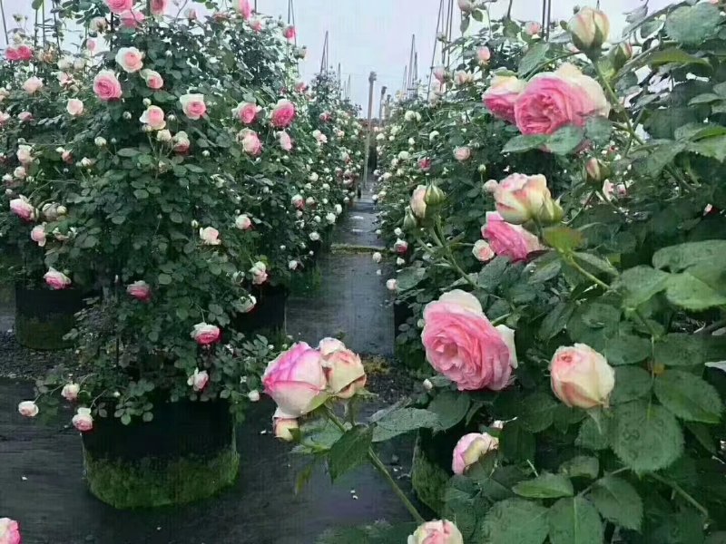 花墙爬藤欧月价格便宜