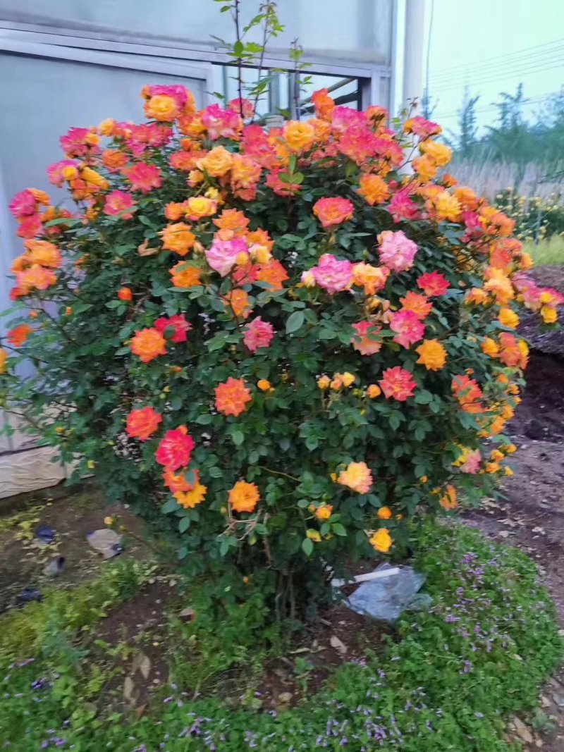 花墙爬藤欧月价格便宜