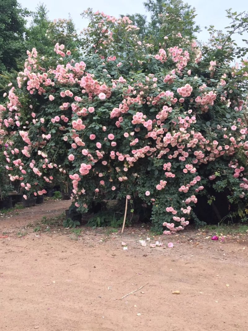 花墙爬藤欧月价格便宜
