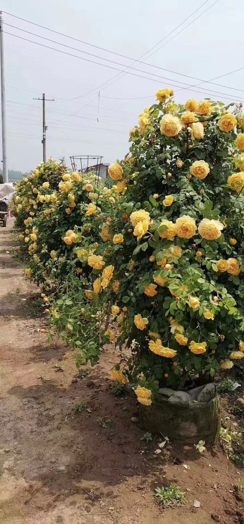 花墙爬藤欧月价格便宜