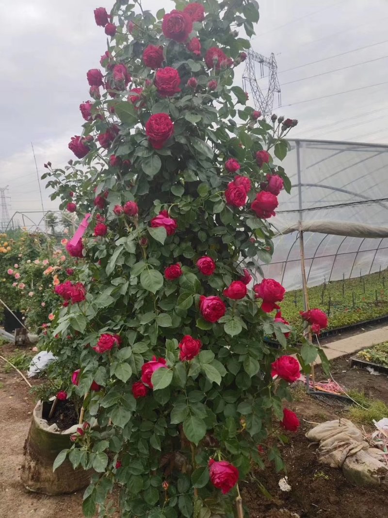 花墙爬藤欧月价格便宜