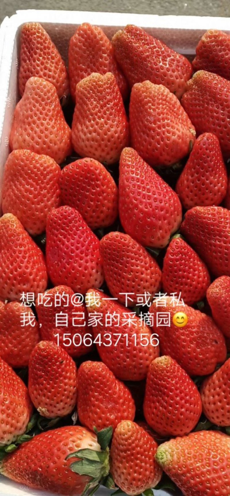 甜宝草莓大量上市口感好耐运输