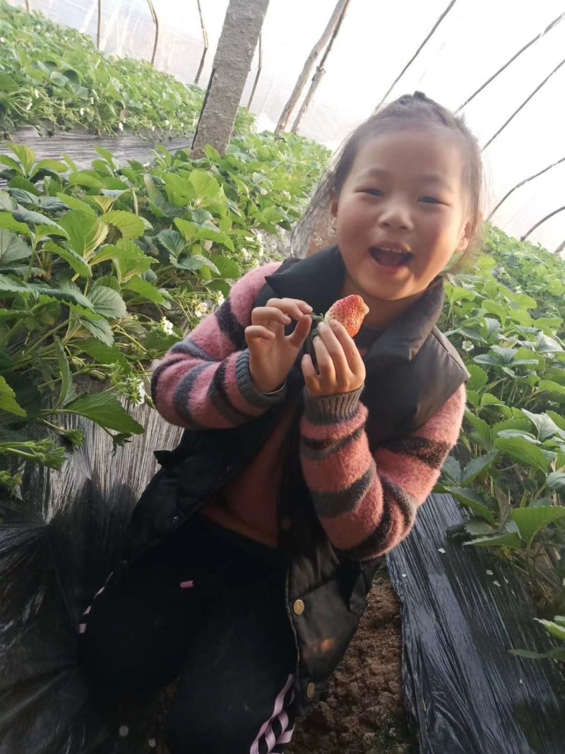 甜宝草莓大量上市口感好耐运输