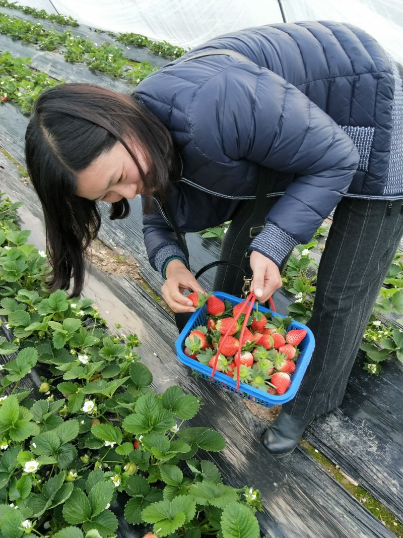 千亩红颜奶油草莓批发