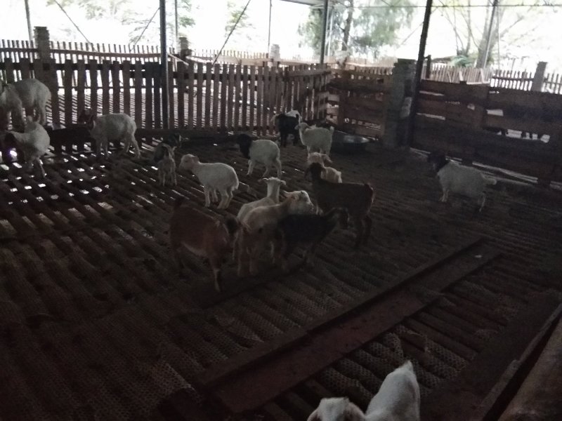 烤羊