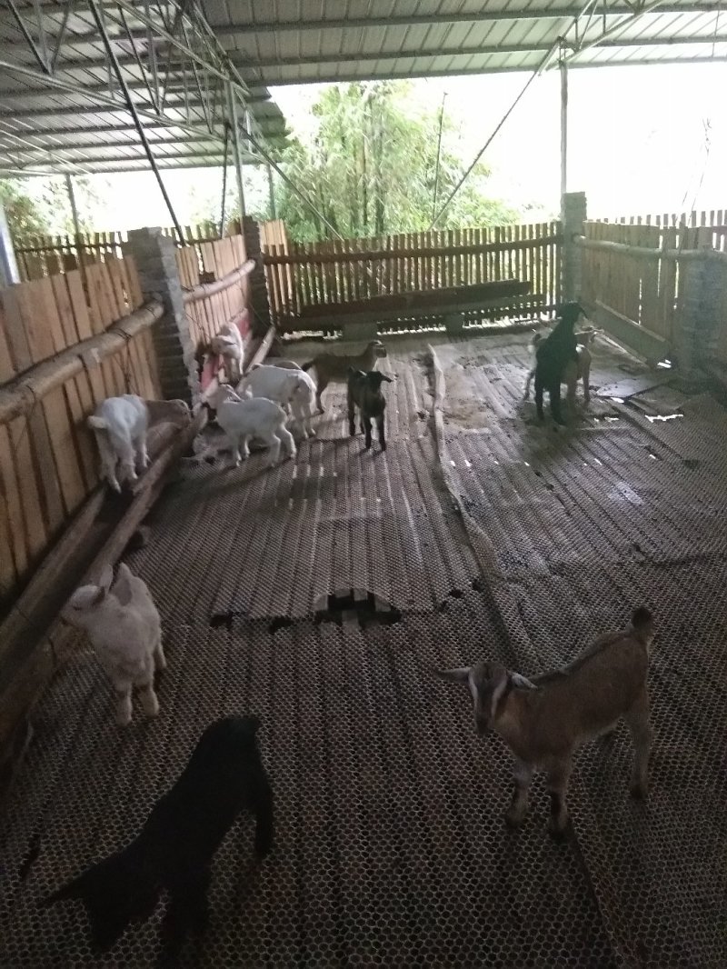 烤羊
