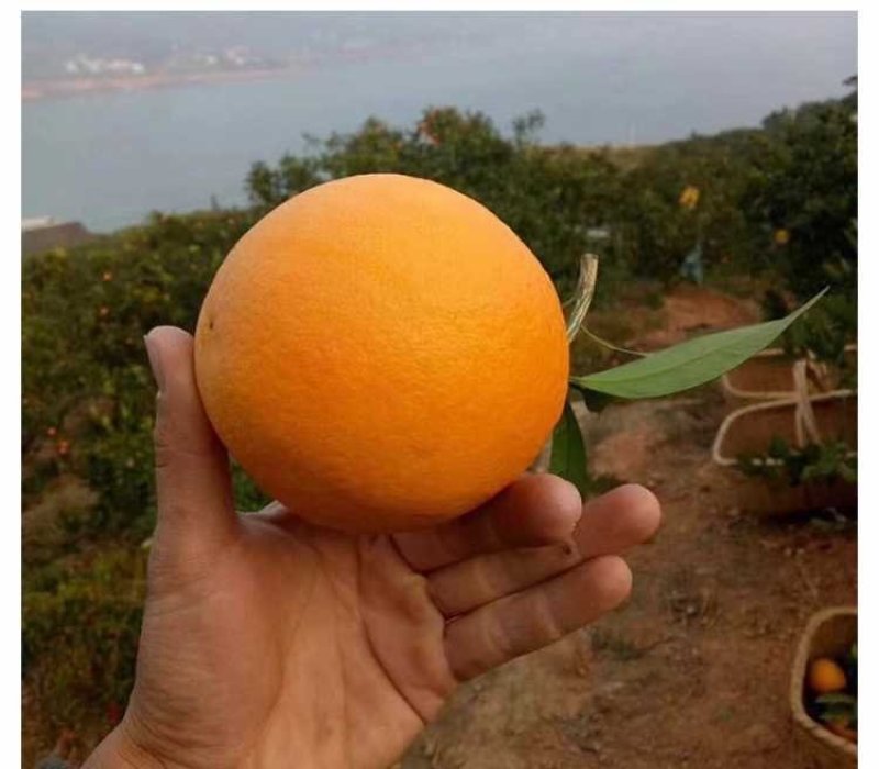 东江湖清江脐橙一件代发