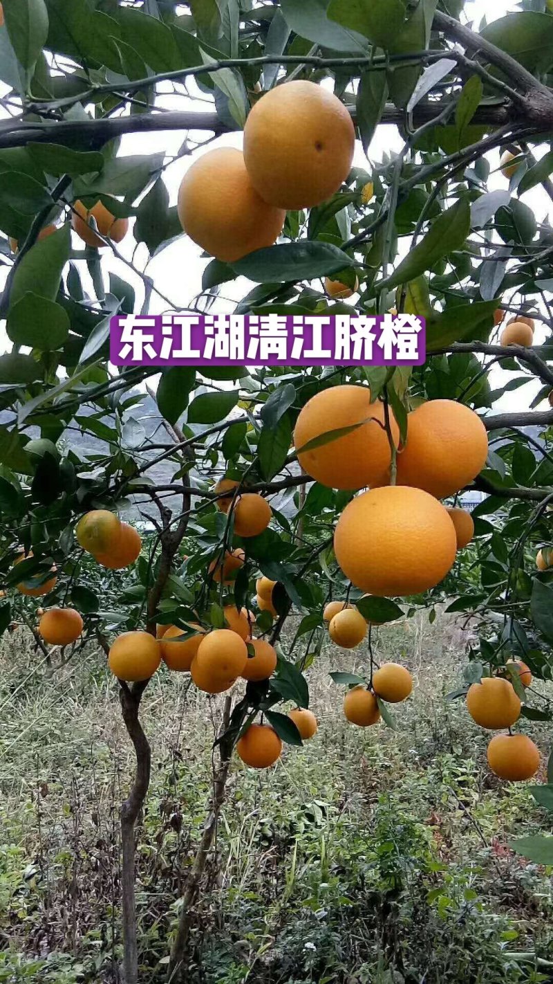 东江湖清江脐橙一件代发