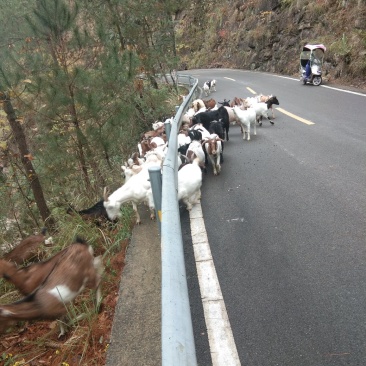 重庆市奉节县，放养山羊。