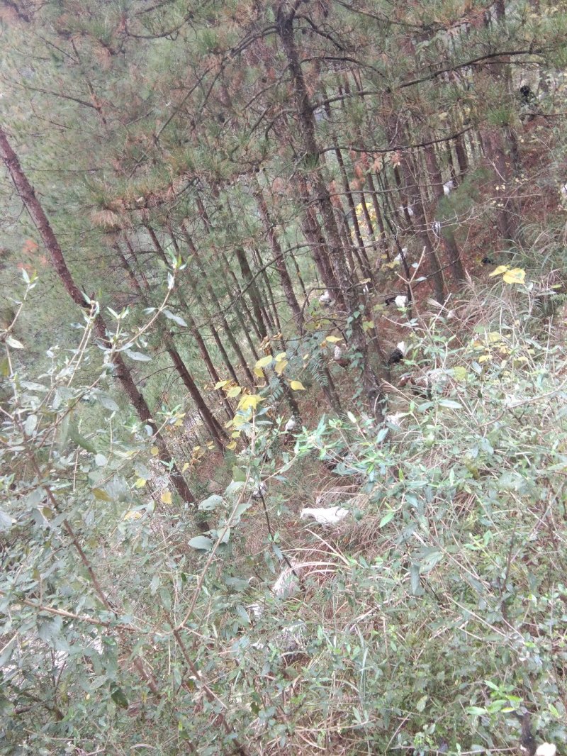 重庆市奉节县，放养山羊。