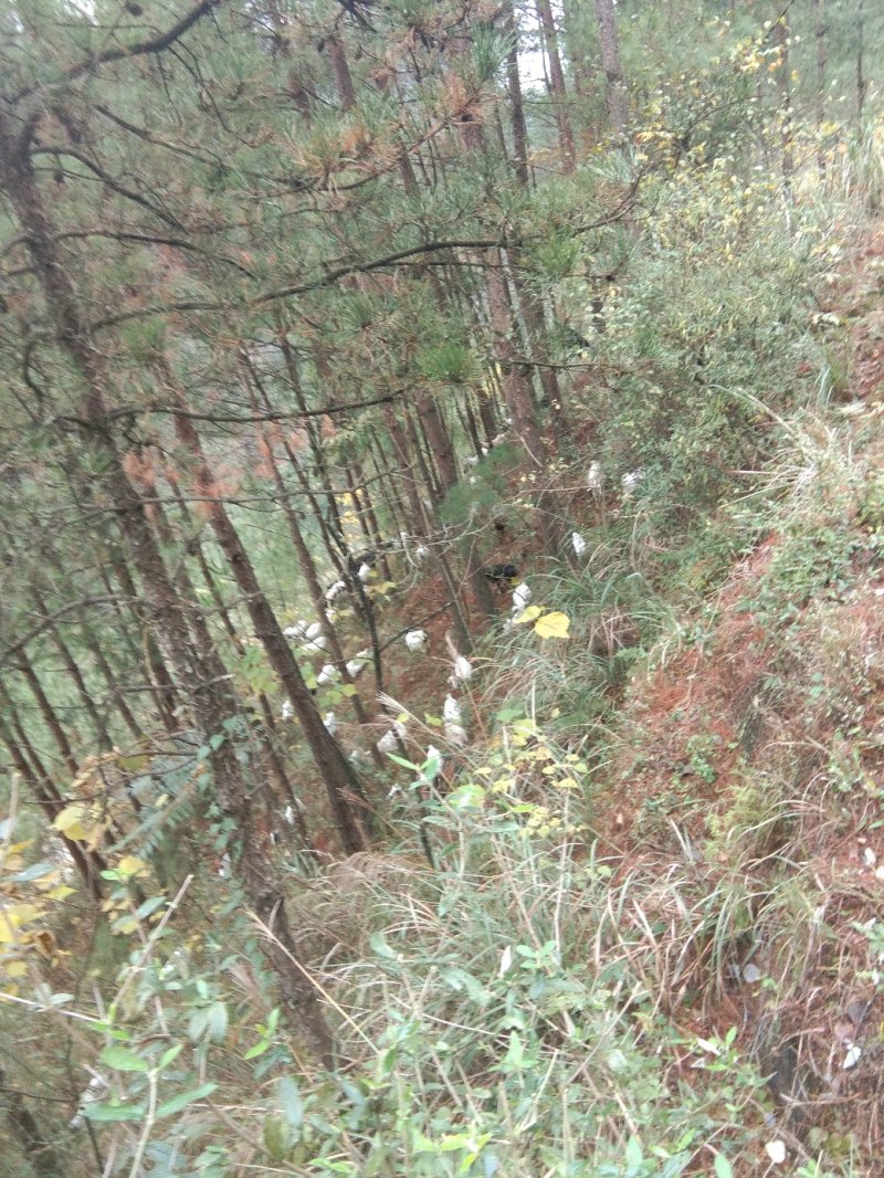重庆市奉节县，放养山羊。