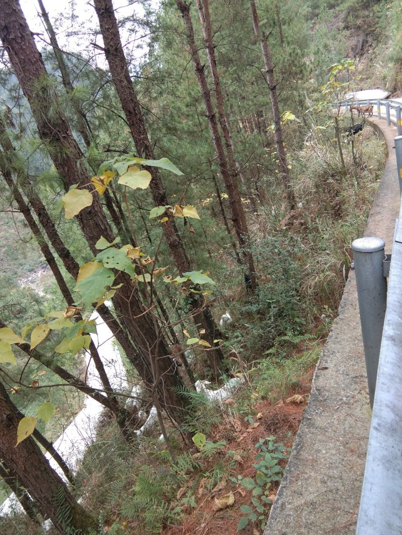 重庆市奉节县，放养山羊。