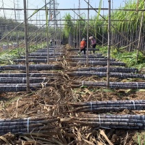 广东省韶关市翁源县甘蔗种植基地