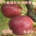 红心无花果苗波姬红无花果苗布兰瑞克无花果苗品种无花果苗