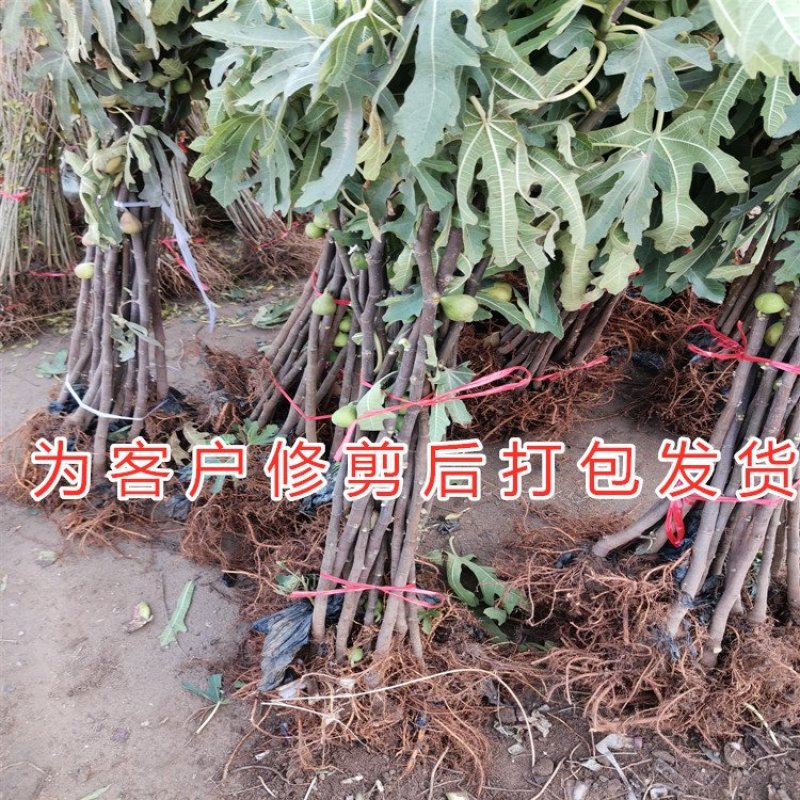 红心无花果苗波姬红无花果苗布兰瑞克无花果苗品种无花果苗