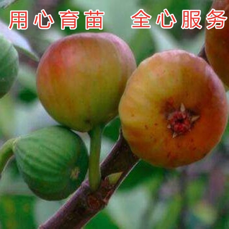 红心无花果苗波姬红无花果苗布兰瑞克无花果苗品种无花果苗