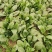 大棚尖叶菠菜圆叶菠菜大量上市