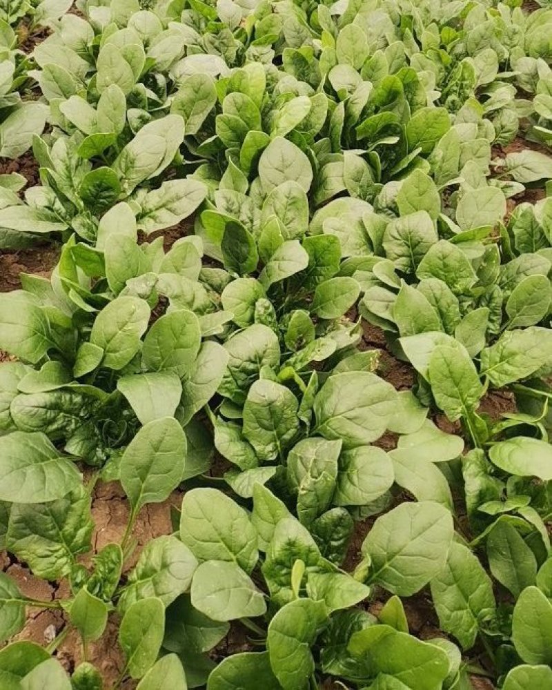 大棚尖叶菠菜圆叶菠菜大量上市