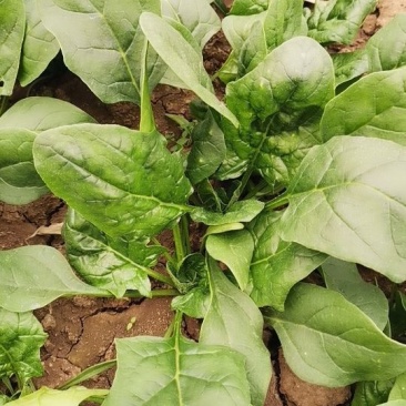 大棚尖叶菠菜圆叶菠菜大量上市