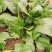 大棚尖叶菠菜圆叶菠菜大量上市