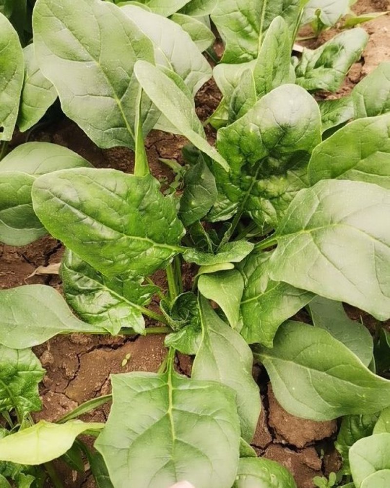 大棚尖叶菠菜圆叶菠菜大量上市