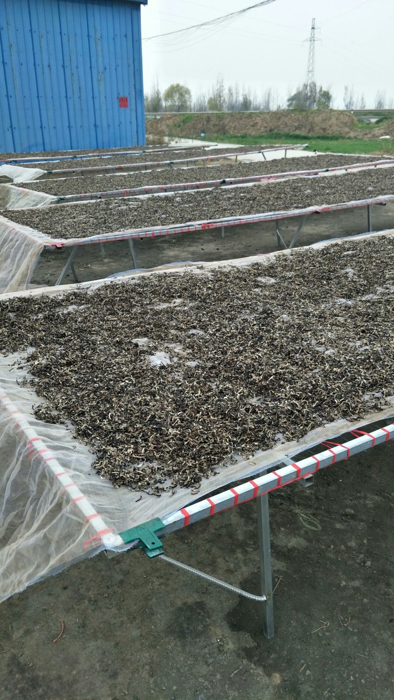 毛木耳水洗三公分以上产地直销品种齐全，量大价优