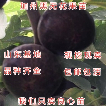 加州黑无花果苗红心无花果苗黑无花果苗波姬红布兰瑞克无花果