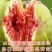 加州黑无花果苗红心无花果苗黑无花果苗波姬红布兰瑞克无花果