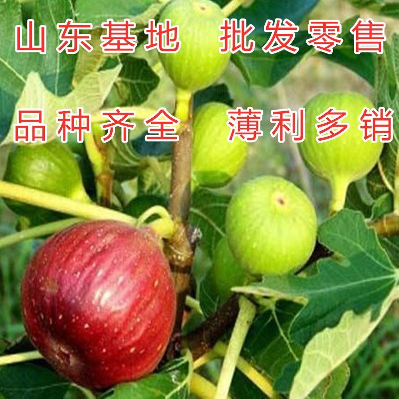 加州黑无花果苗红心无花果苗黑无花果苗波姬红布兰瑞克无花果