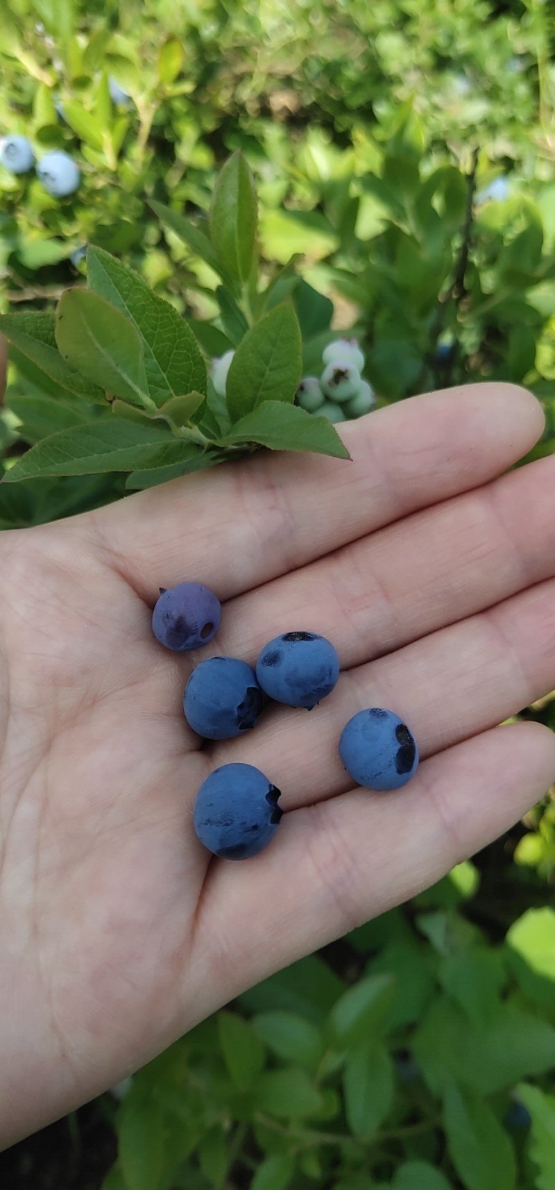 蓝莓苗大果蓝莓北陆瑞卡南北方种植带土发货露地庭院盆栽绿植