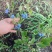 蓝莓苗大果蓝莓北陆瑞卡南北方种植带土发货露地庭院盆栽绿植