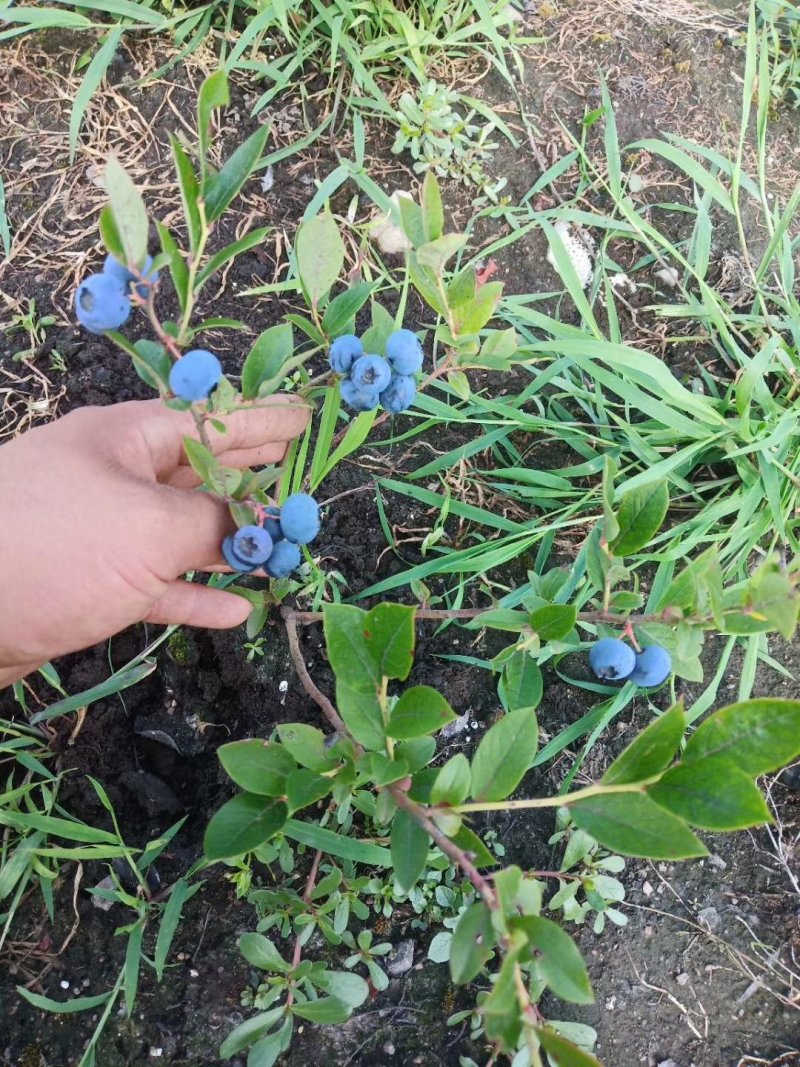 蓝莓苗大果蓝莓北陆瑞卡南北方种植带土发货露地庭院盆栽绿植