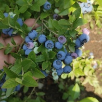 蓝莓苗大果蓝莓北陆瑞卡南北方种植带土发货露地庭院盆栽绿植