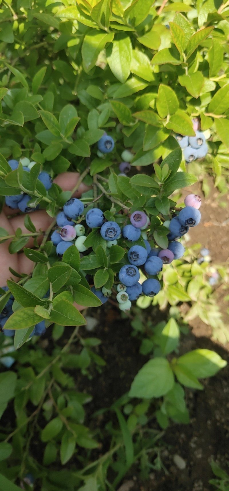 蓝莓苗大果蓝莓北陆瑞卡南北方种植带土发货露地庭院盆栽绿植