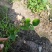 蓝莓苗大果蓝莓北陆瑞卡南北方种植带土发货露地庭院盆栽绿植