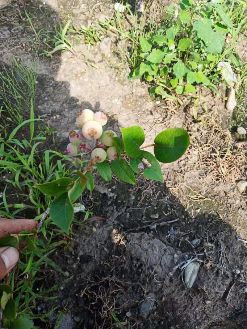 蓝莓苗大果蓝莓北陆瑞卡南北方种植带土发货露地庭院盆栽绿植