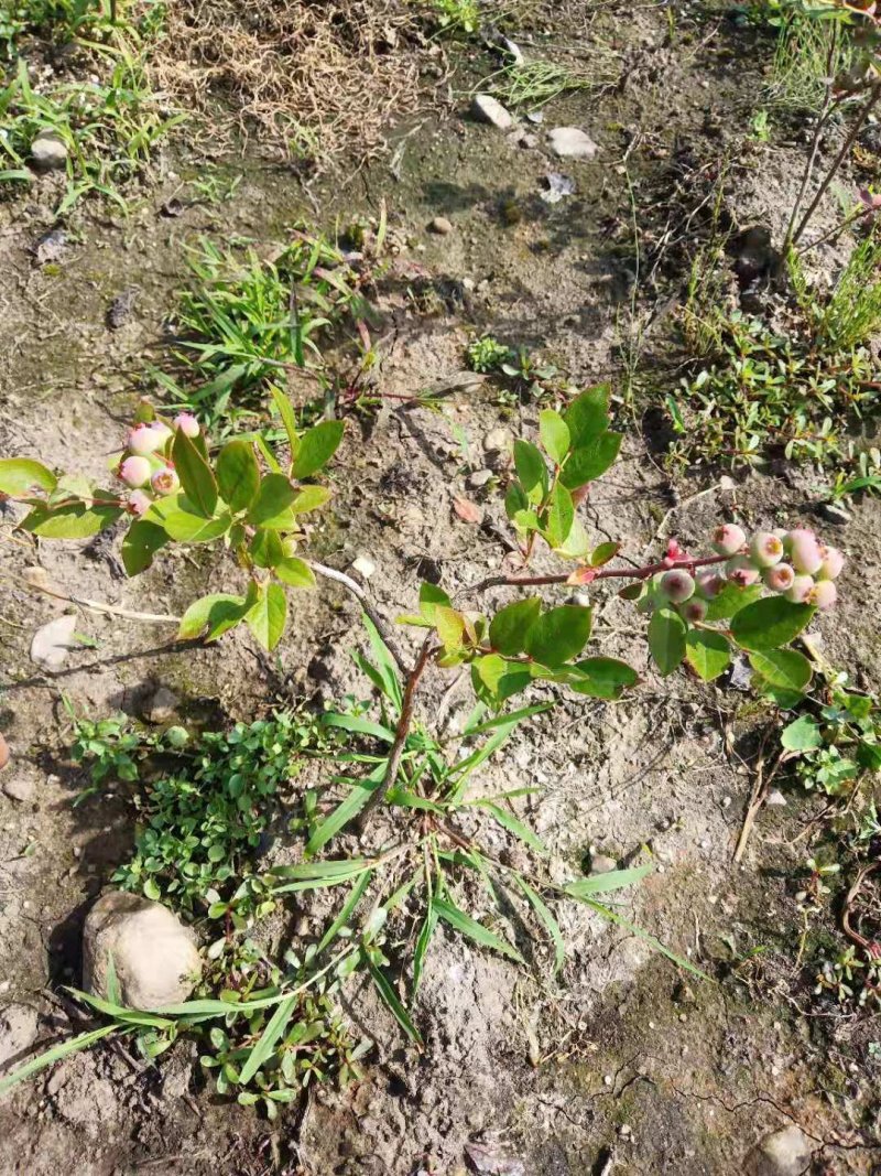 蓝莓苗大果蓝莓北陆瑞卡南北方种植带土发货露地庭院盆栽绿植