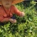 蓝莓苗大果蓝莓北陆瑞卡南北方种植带土发货露地庭院盆栽绿植