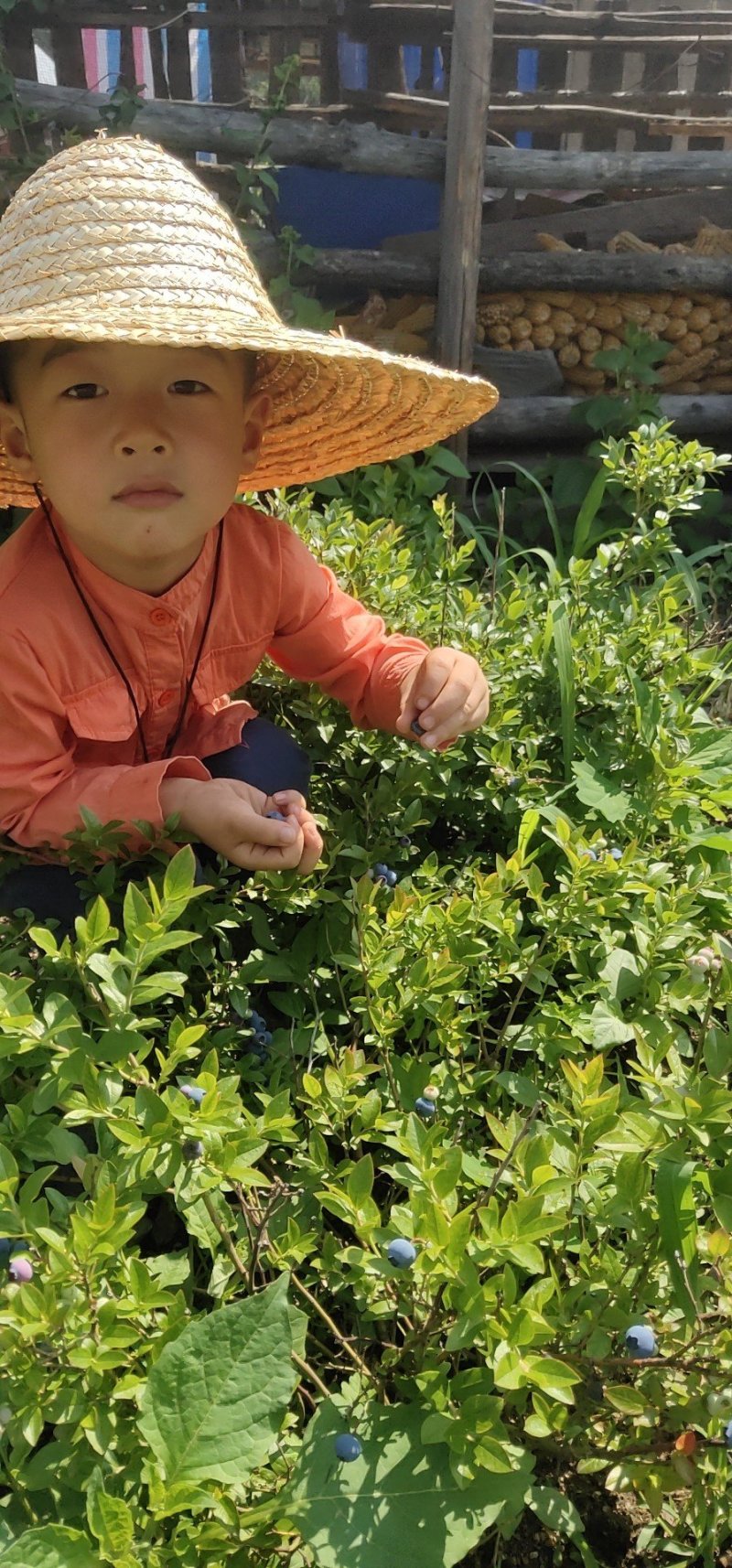 蓝莓苗大果蓝莓北陆瑞卡南北方种植带土发货露地庭院盆栽绿植